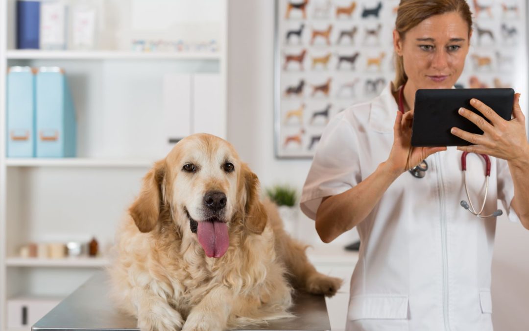 Mercado pet tech no Brasil: vem aí uma briga de cachorro grande